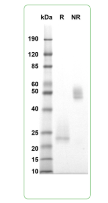MW: Molecular Weight marker reduced condition
R: CD3-epsilon/delta heterodimer dimer under reduced condition
NR: CD3-epsilon/delta heterodimer dimer under non-reduced condition